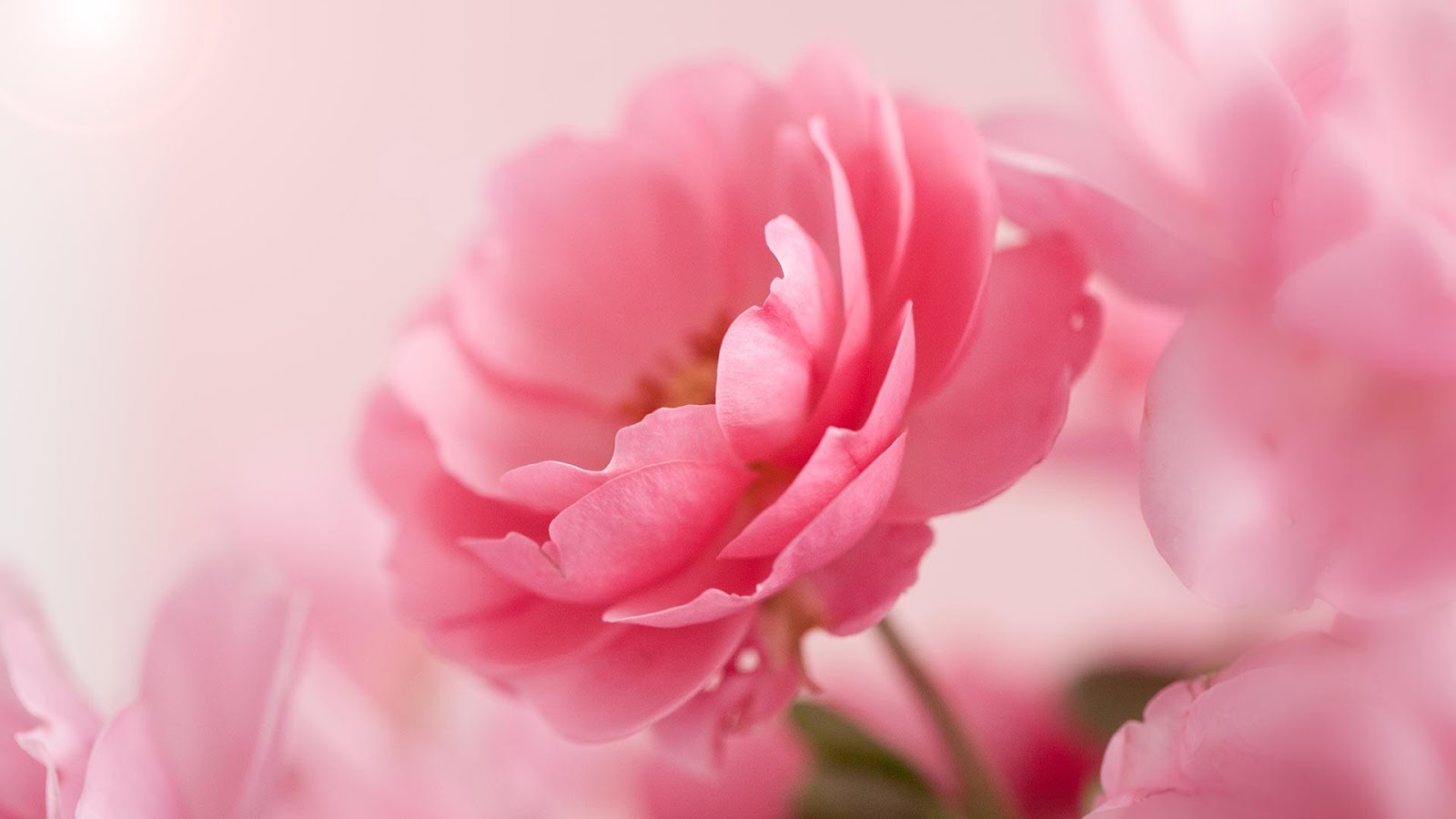 Roses Live Wallpaper Which Brings You Romantic Background Pictures Of