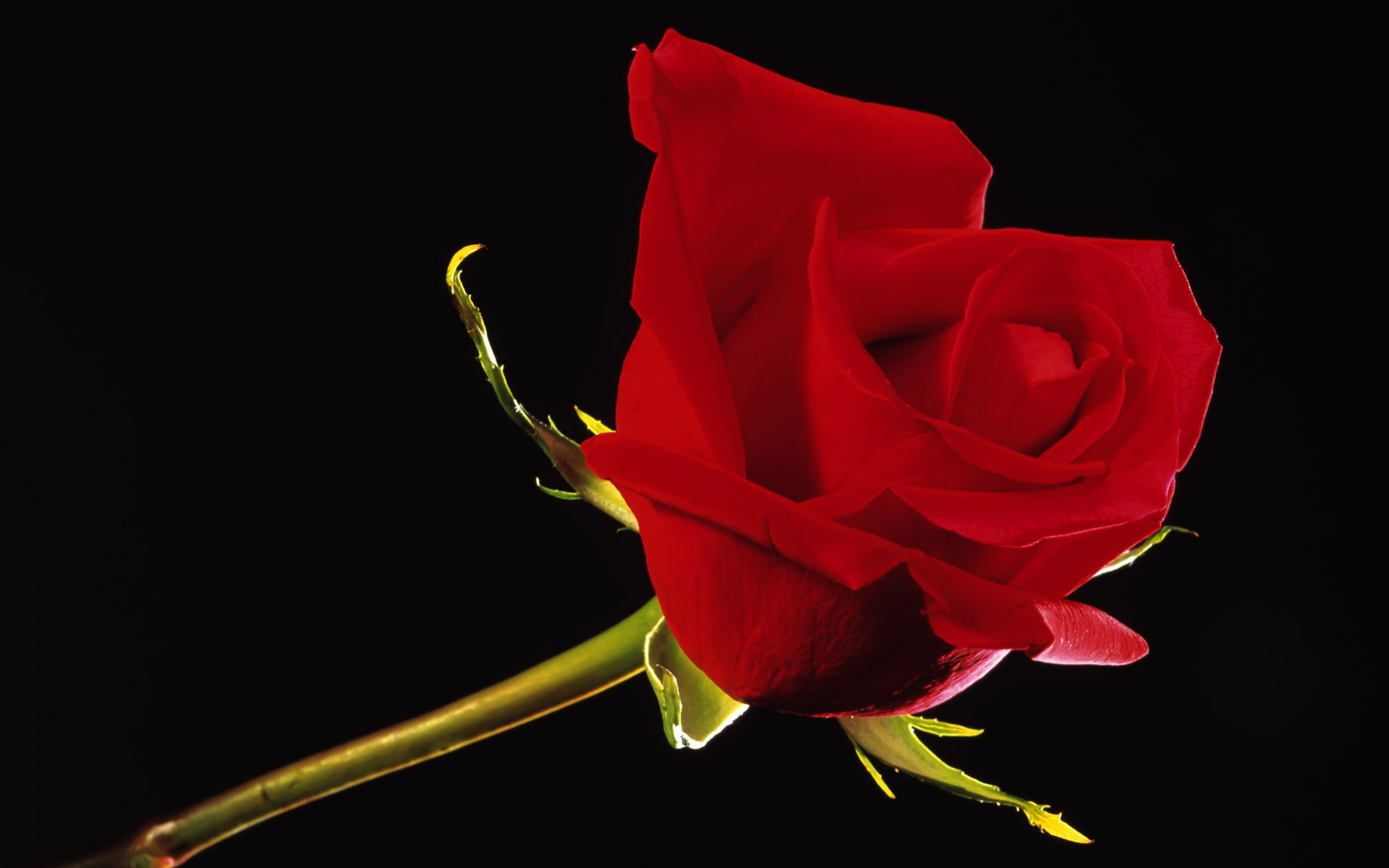 Red Rose Black Background Wallpaper With