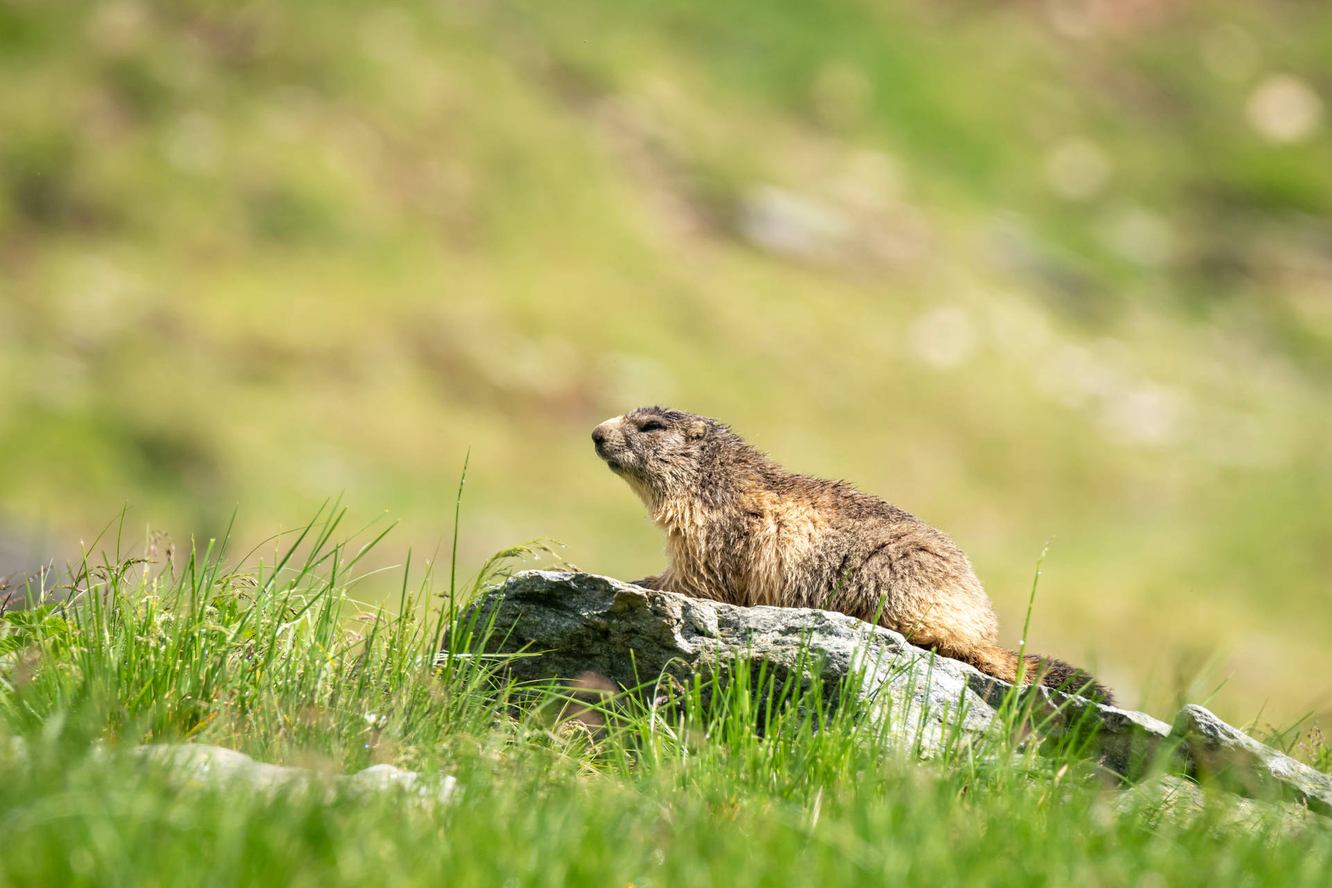 Groundhog Day Wallpaper