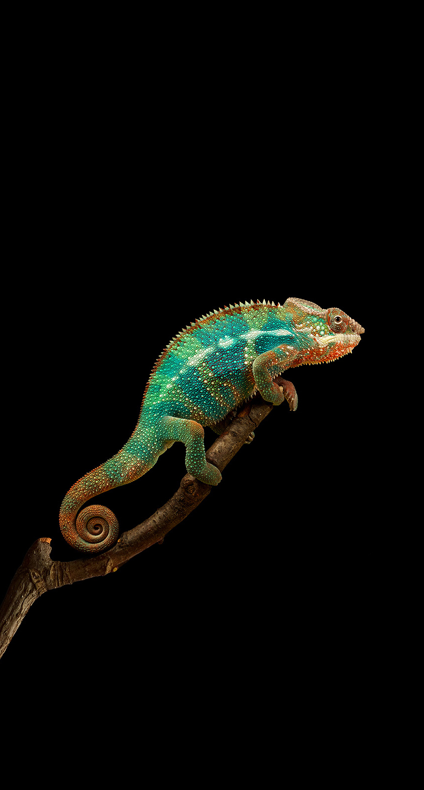 Chameleon iPhone Xs In Pretty Animals Interesting
