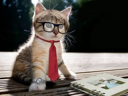 Animals Humor Tie Glasses Funny Kittens Watches Wallpaper