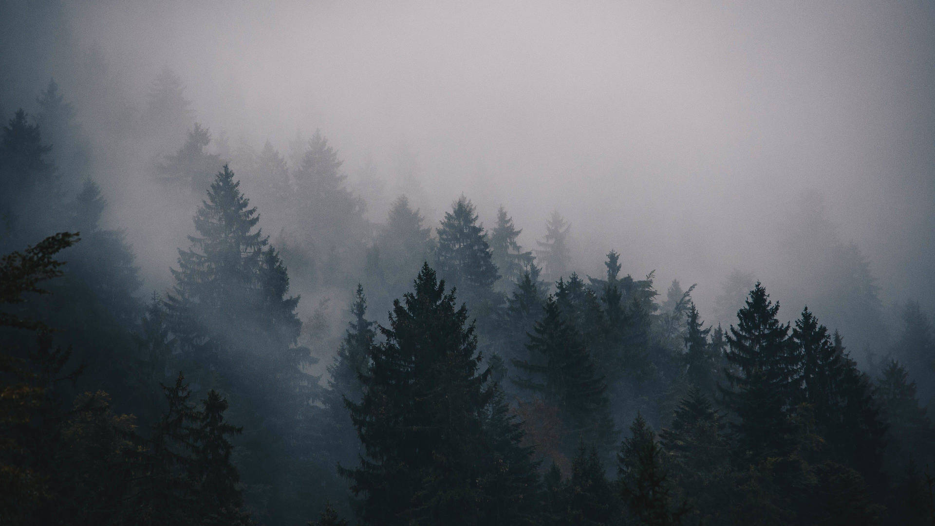 4k Forest Wallpaper