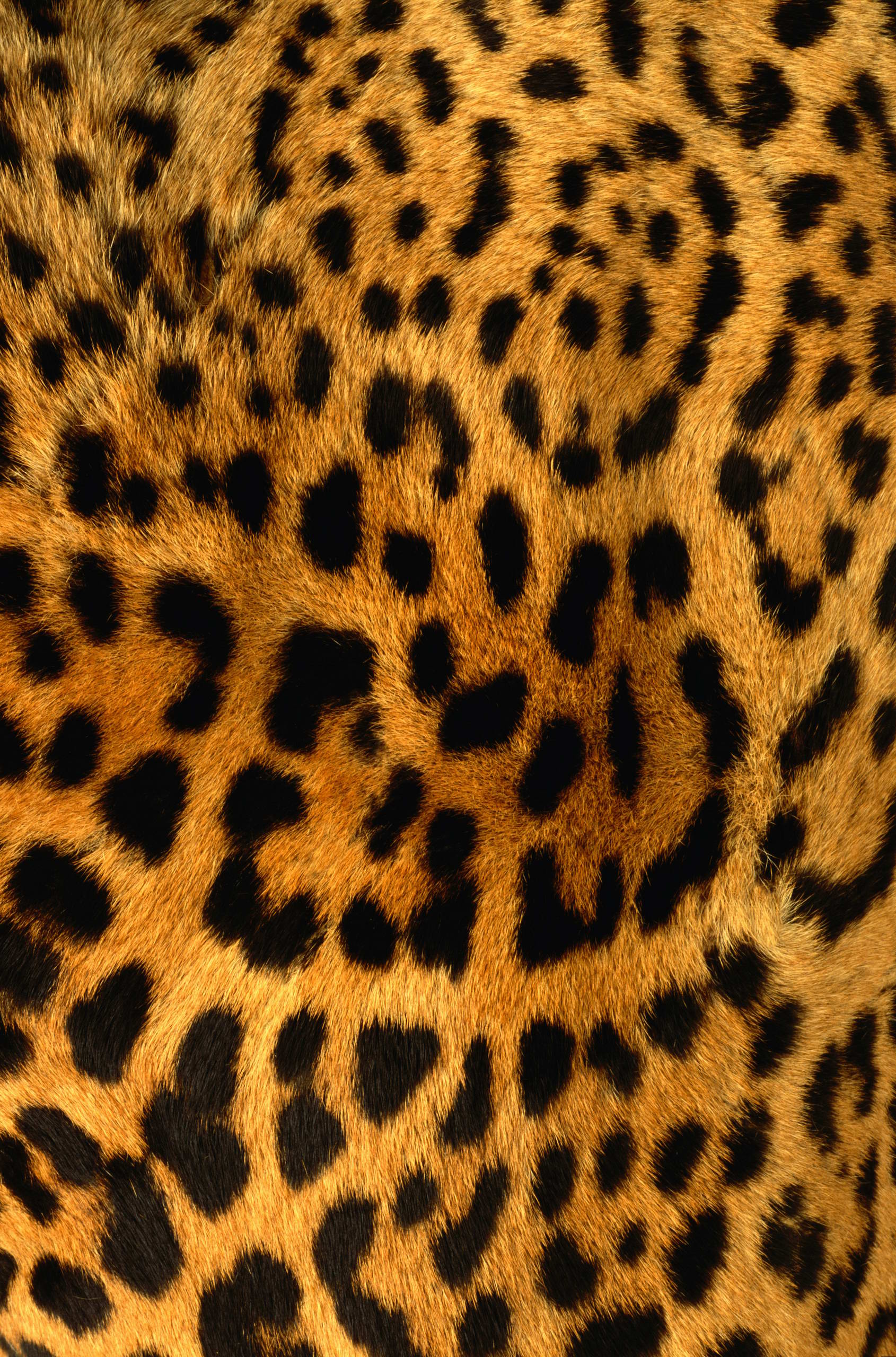 Leopard Skin Texture Fur Background