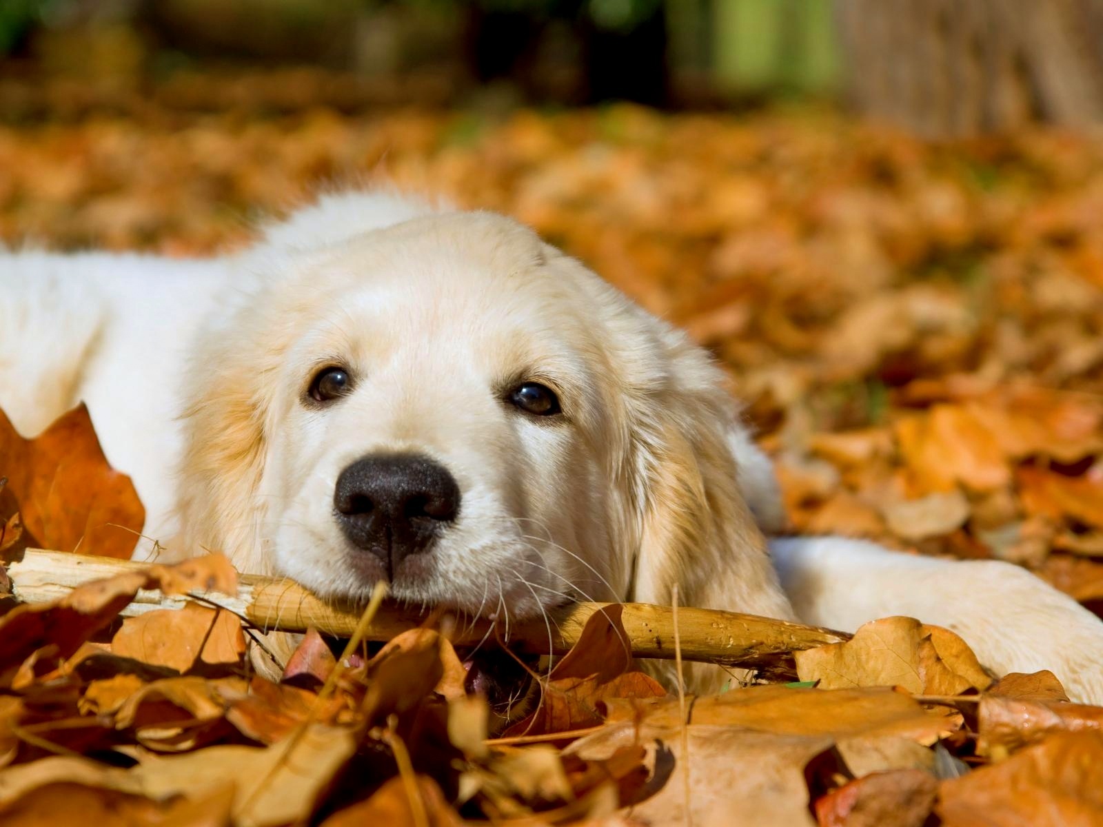 Adorable Golden Retriever Puppy Playing in Autumn Leaves