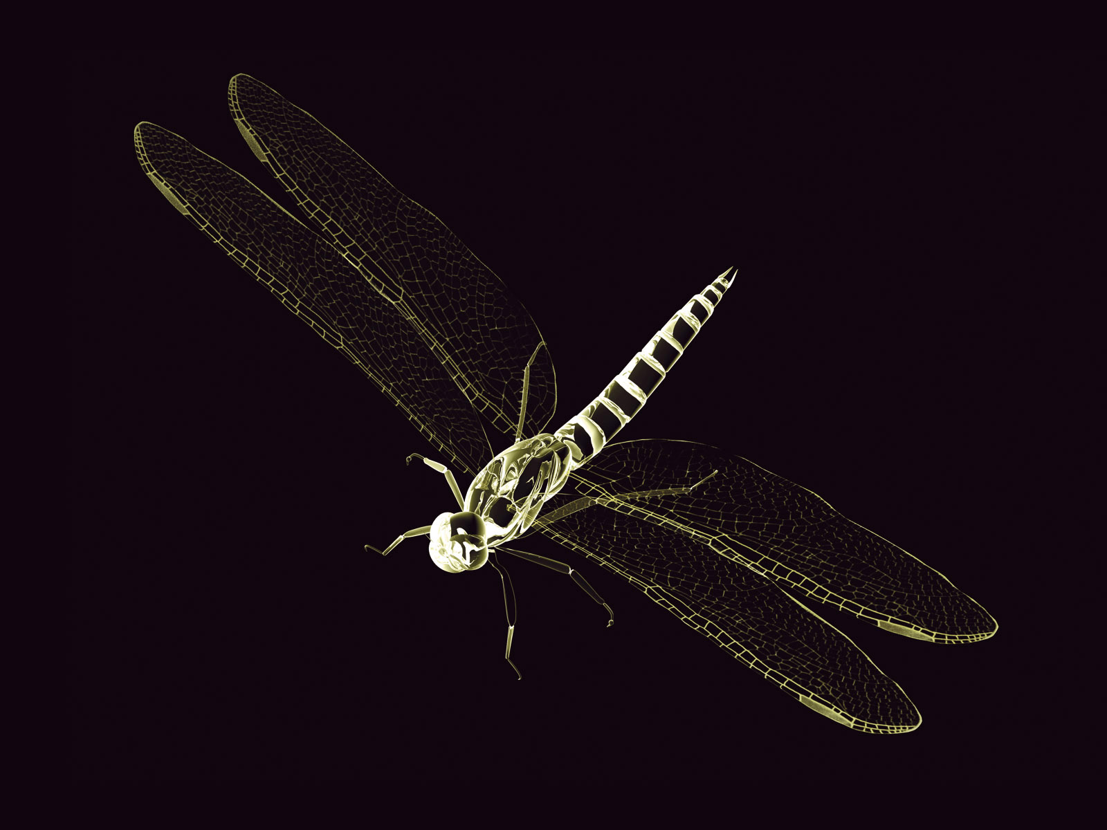 3d Graphics Dragonfly Wallpaper Animal Background