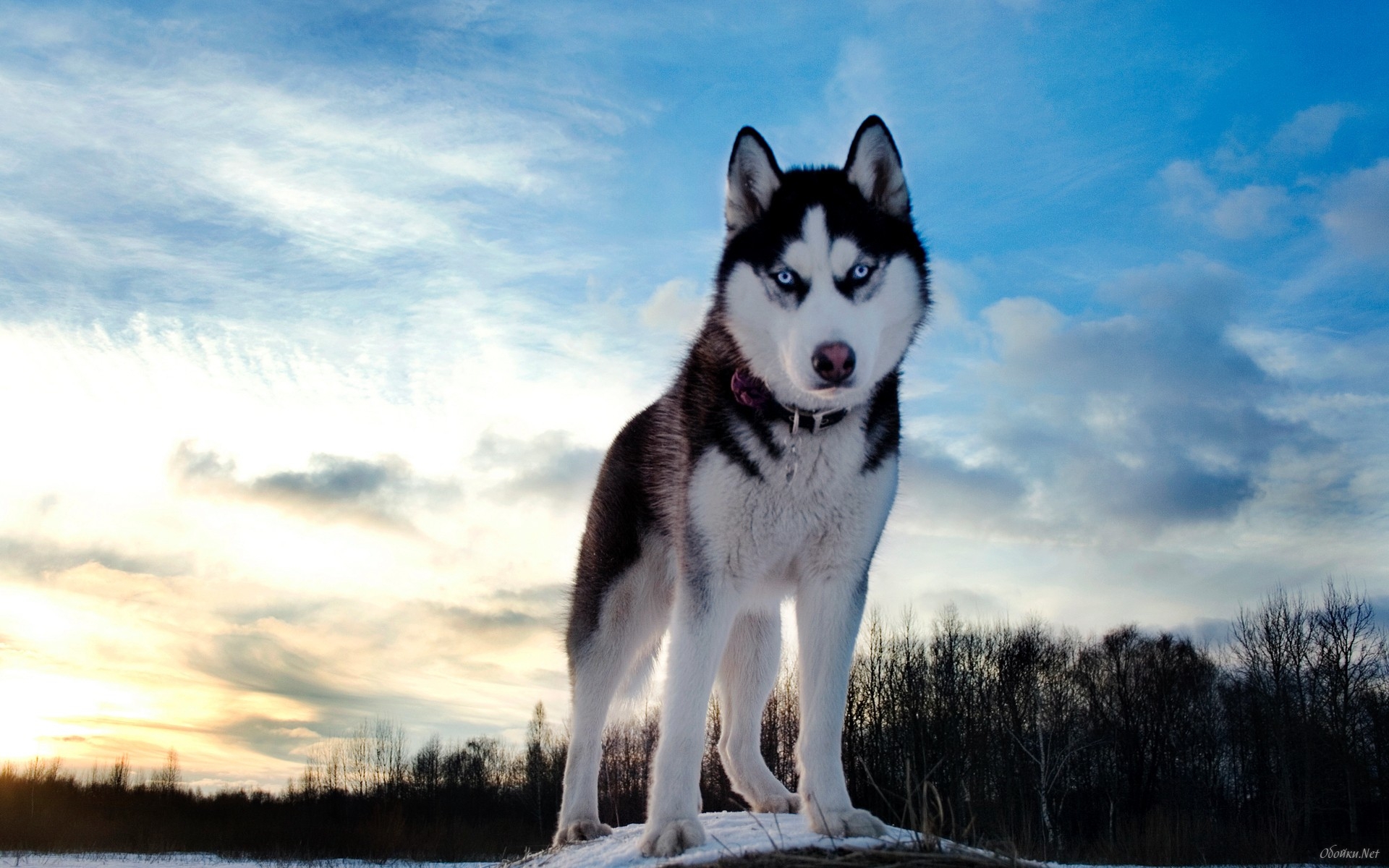 Siberian Husky Wallpaper And Image Pictures Photos