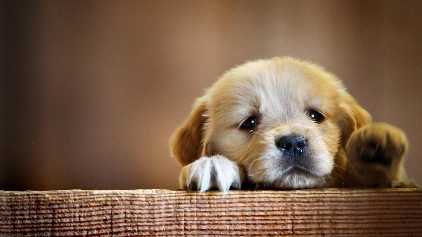 Golden Retriever Puppy Cute Paws HD Dog Wallpaper