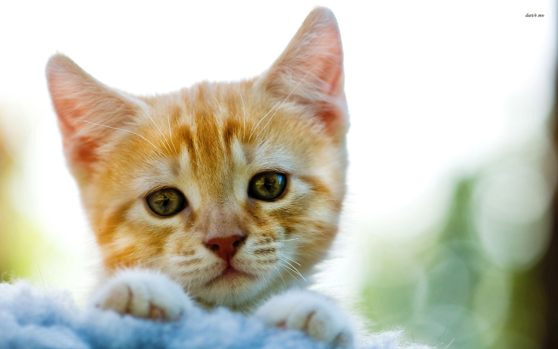 Golden Kitten Wallpaper Animal