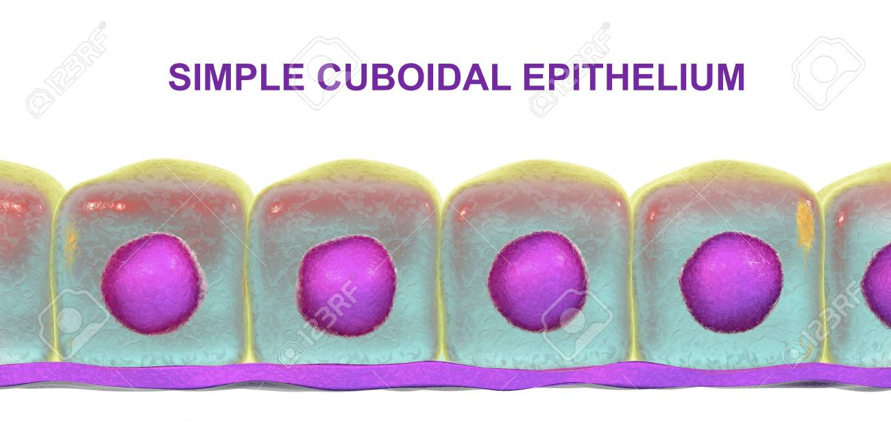 Simple Cuboidal Epithelium 3d Illustration Histology Background