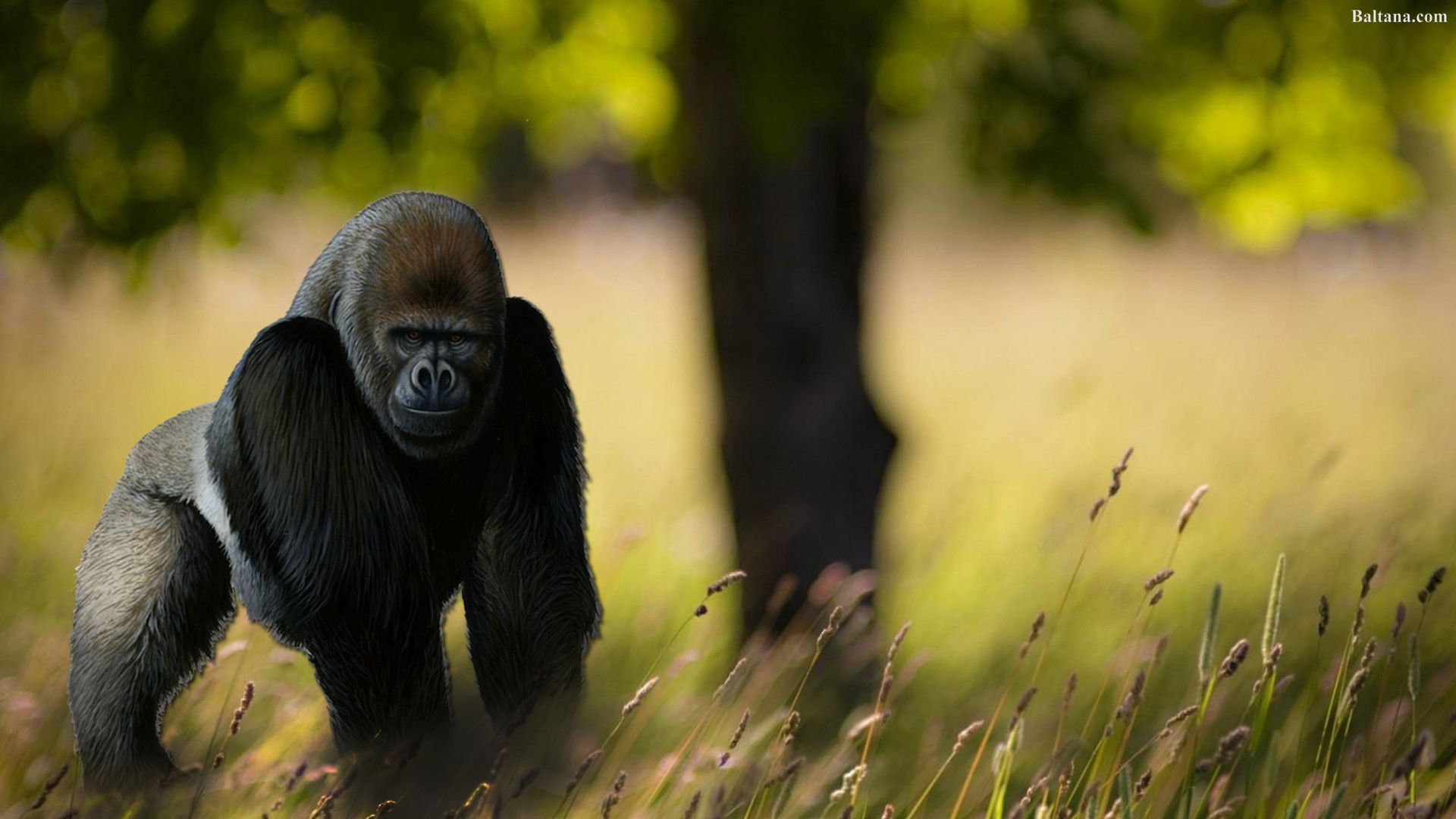 A powerful gorilla standing amidst tall grass, possibly a scene from the VR game Gorilla Tag