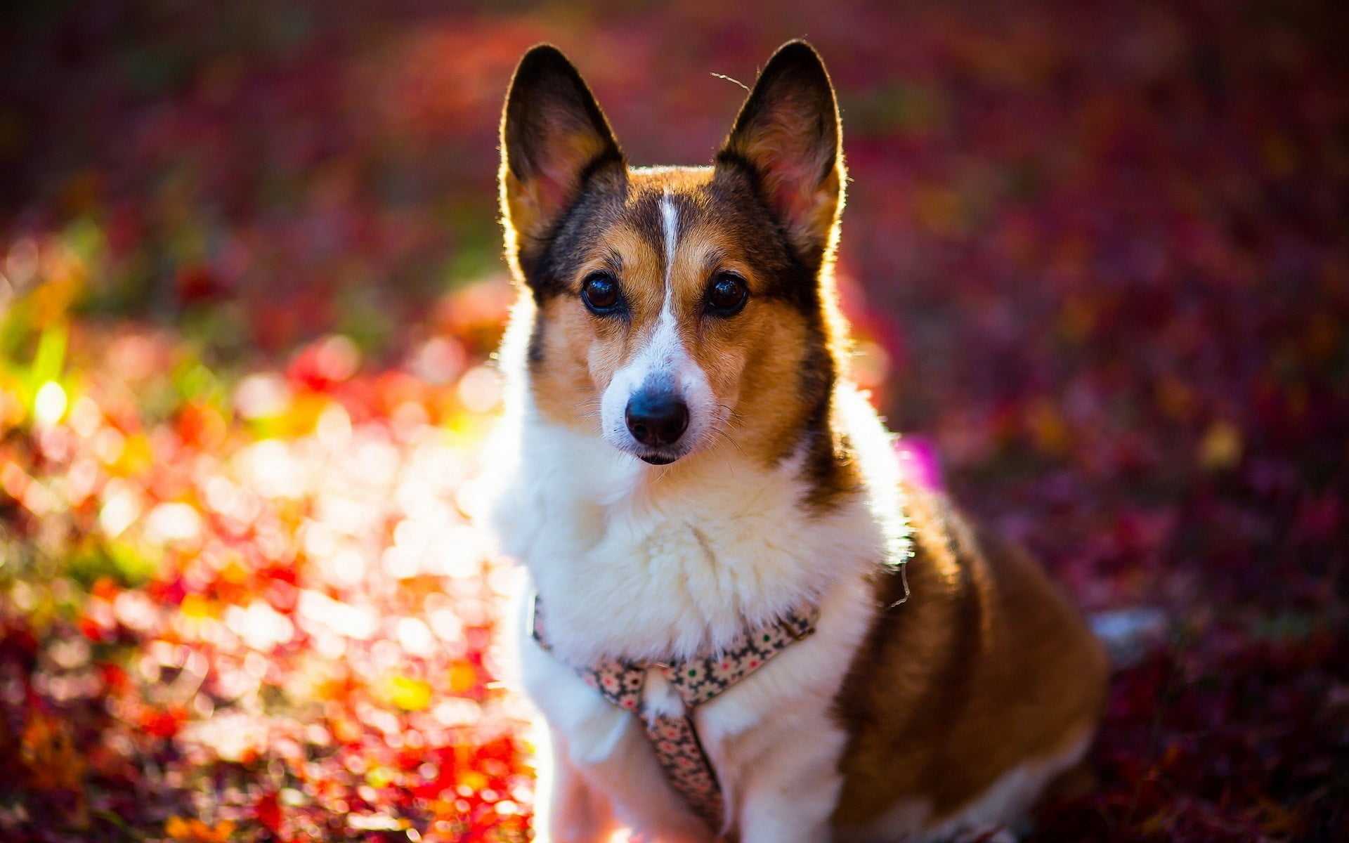 Corgi Wallpaperun Wallpaper