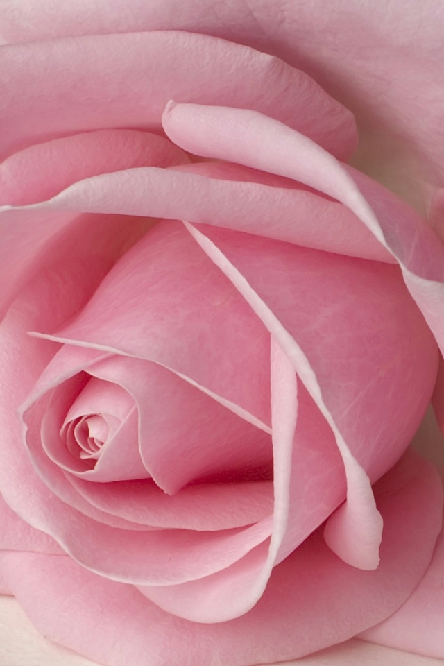 Pink Rose Petals iPhone Wallpaper And 4s