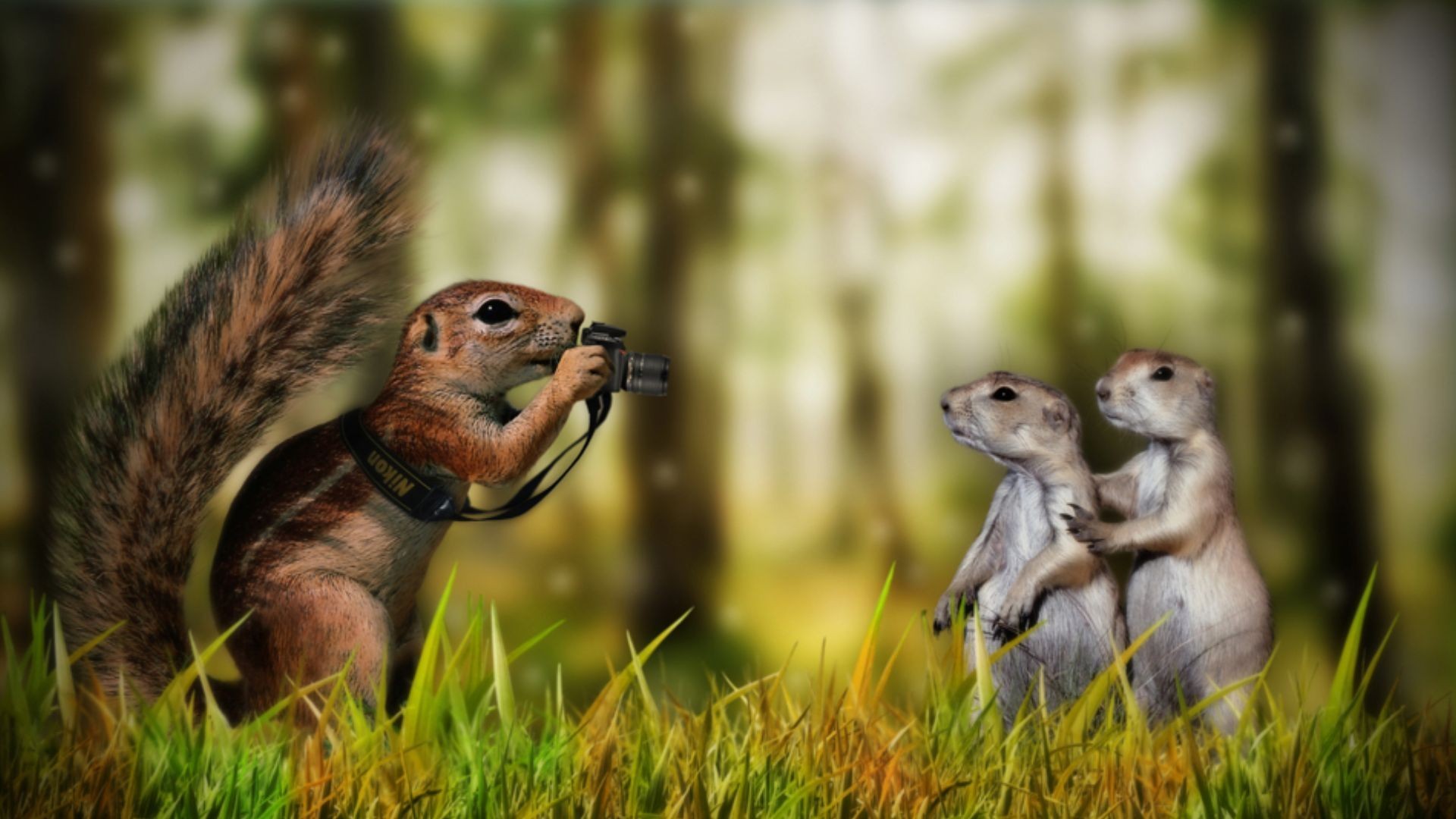 Animals Funny Desktop HD Wallpaper