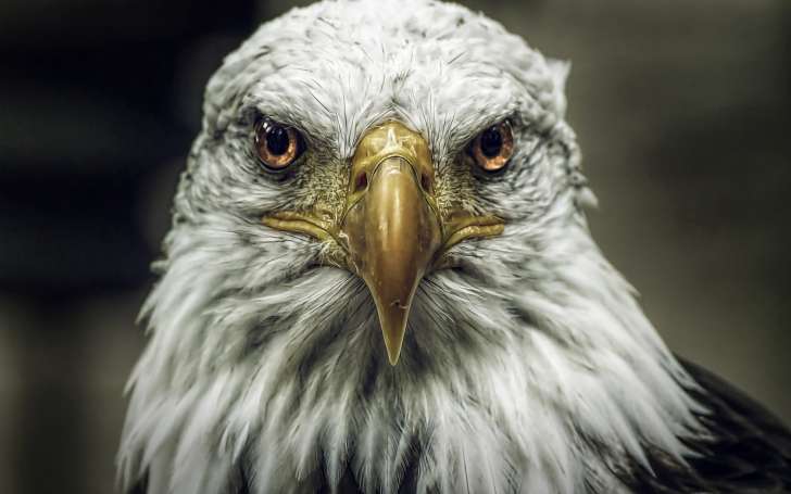 Bald Eagle Haliaeetus Leucocephalus Bird HD Wallpaper