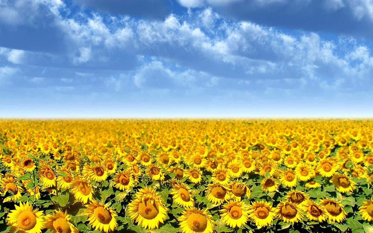 Sunflowers Desktop Background Photos