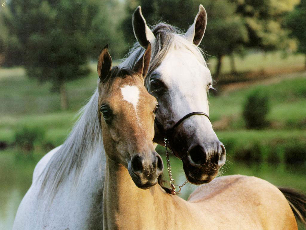 Wallpaper Horses
