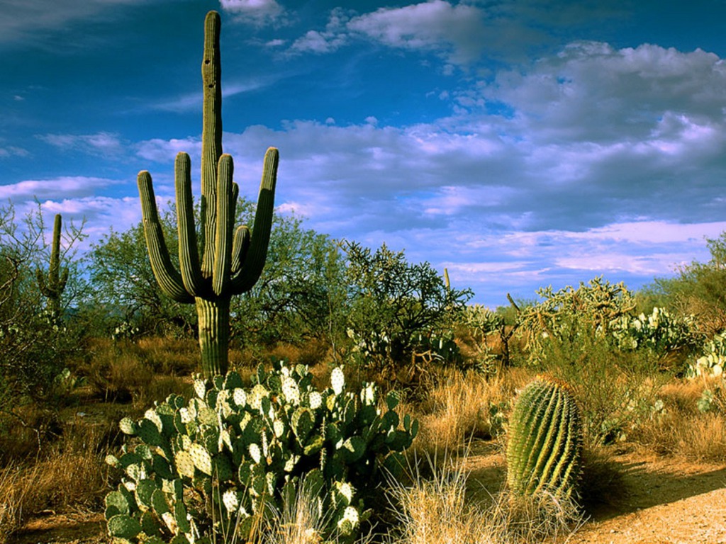 Desert Cactus HD Wallpaper