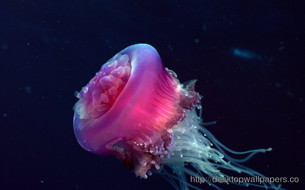Box Jellyfish Underwater Wallpaperdesktop Wallpaper