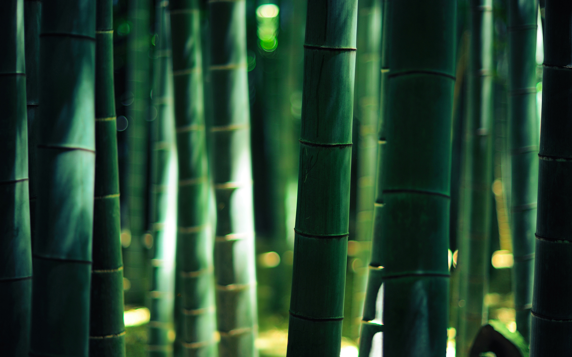 Bamboo Wood Forest Golden Light Wallpaper HD