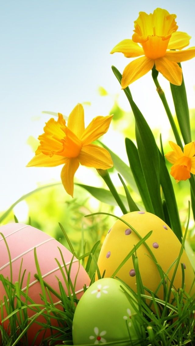 Easter eggs backgrounds iphone HD wallpapers  Pxfuel