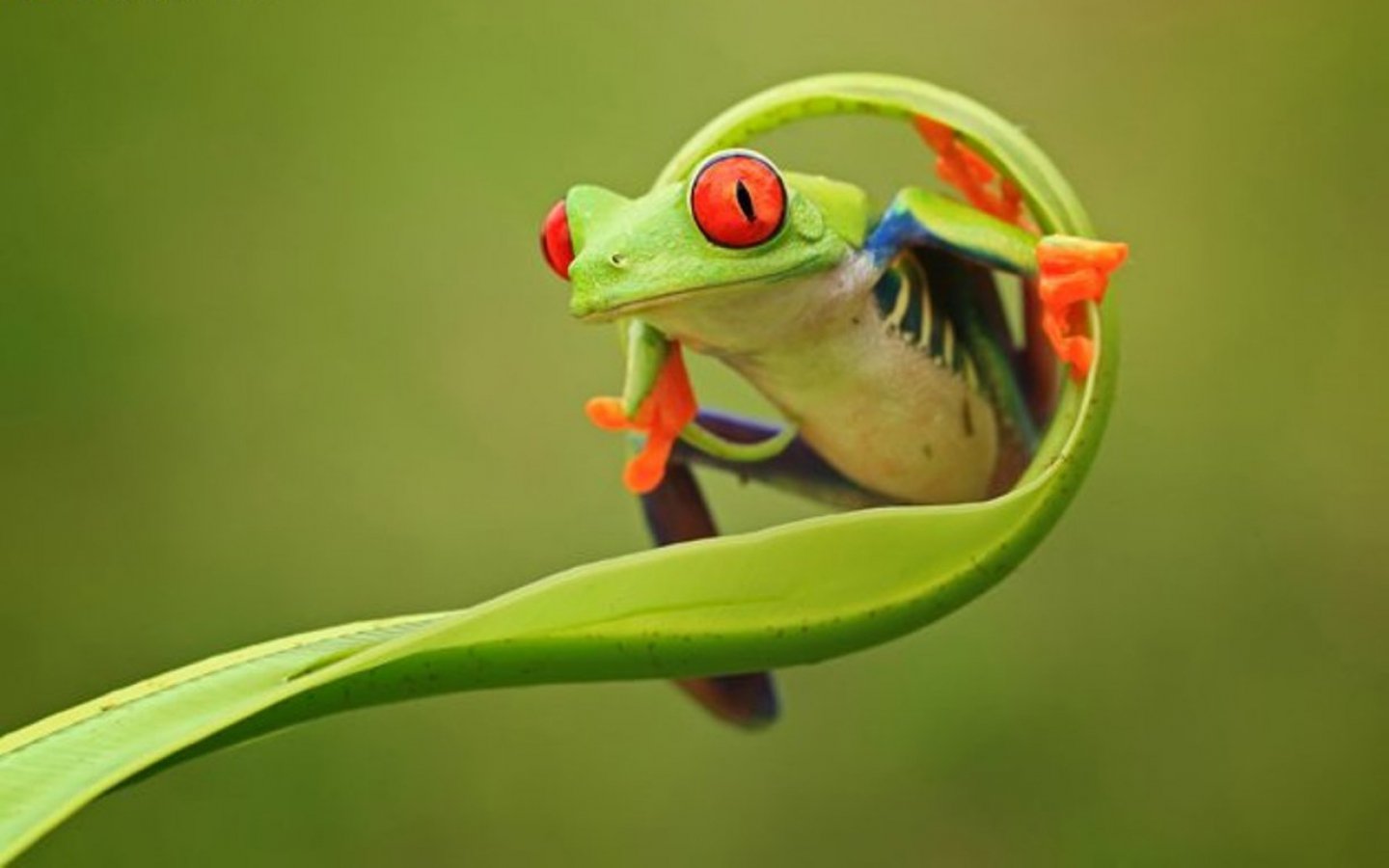 Animals Frog Cute Desktop Background RoyalWallpaperBiz 1440x900