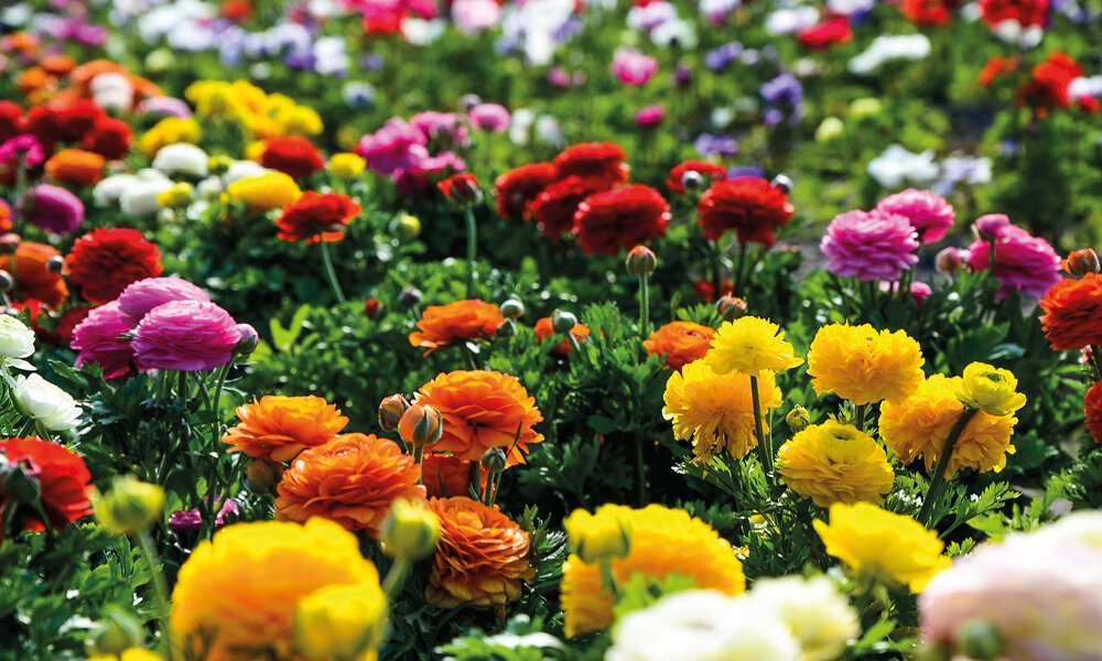 Persian Buttercups Ranunculus Asiaticus Callcarlos