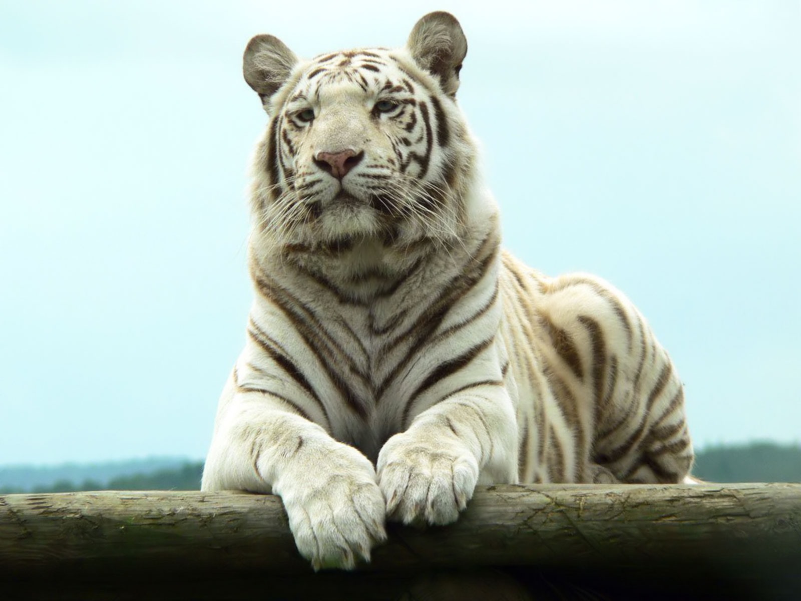 Bengal White Tiger desktop wallpaper 1600x1200