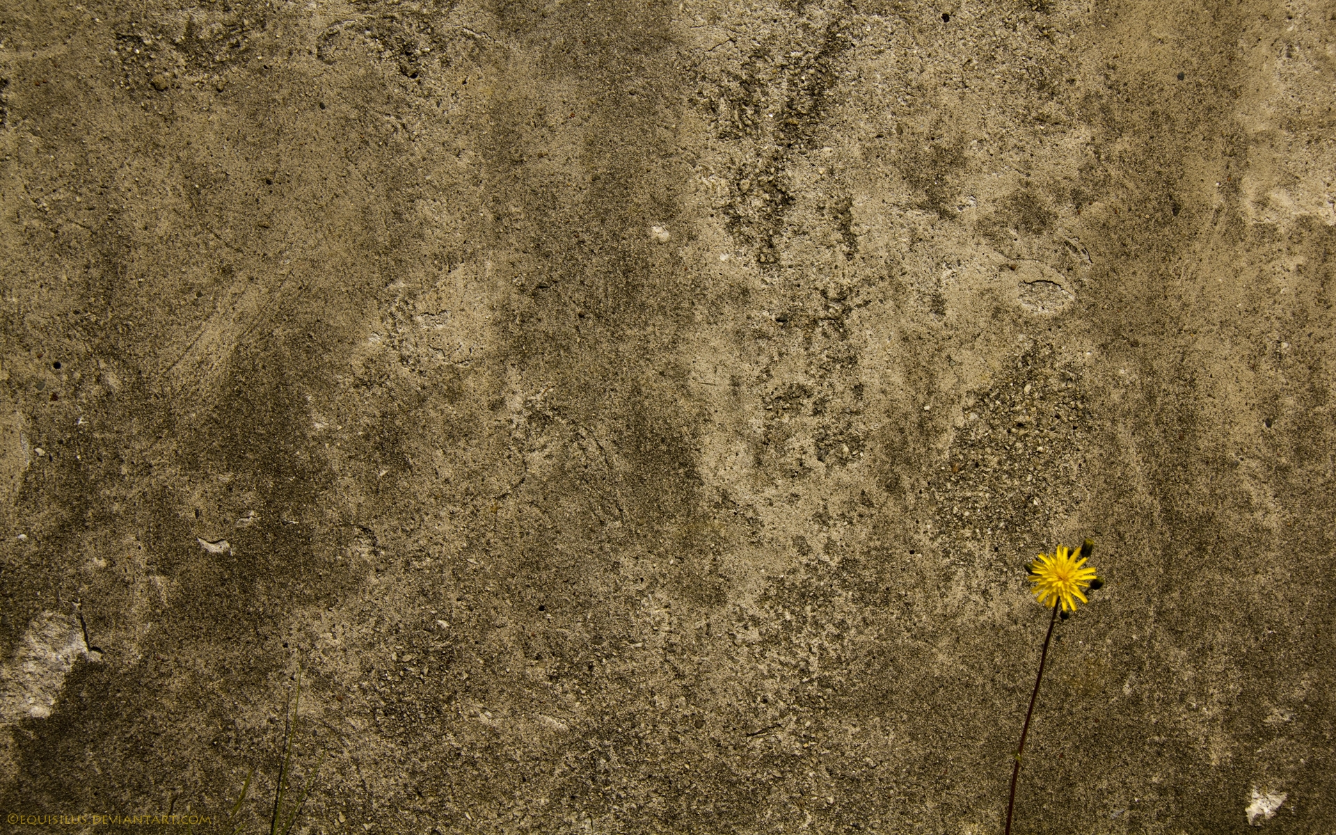 Wallpaper Concrete Wall Flower Background Texture HD