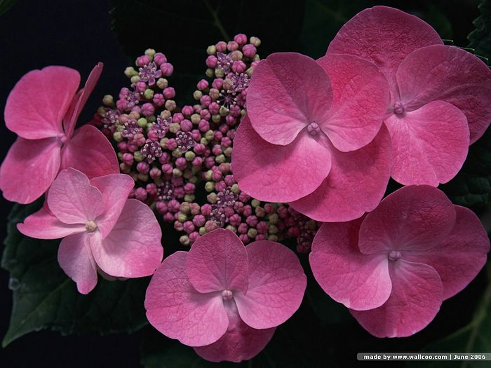 Desktop Wallpaper Of Hydrangea Flowers28