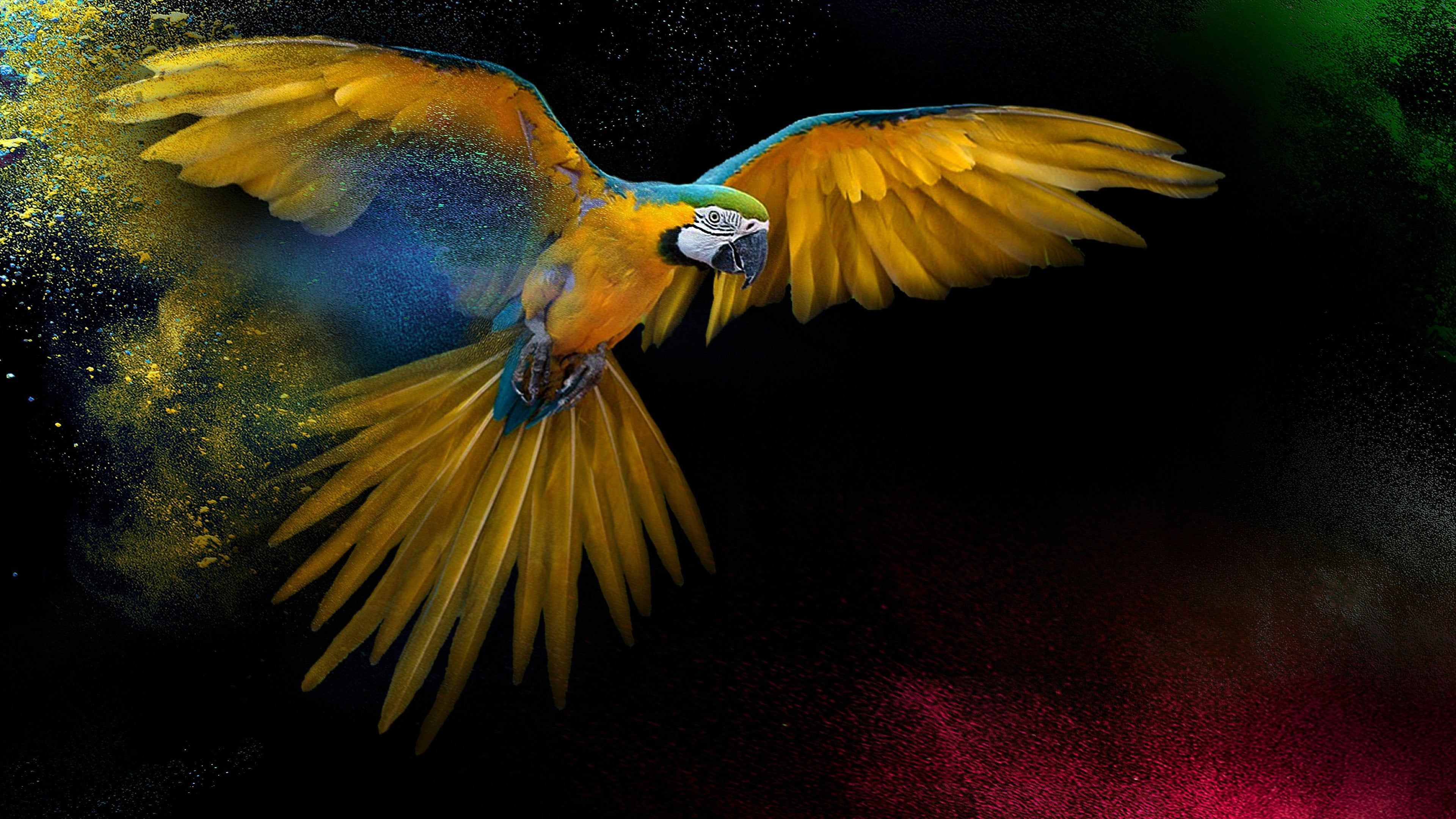 4k Bird Wallpaper