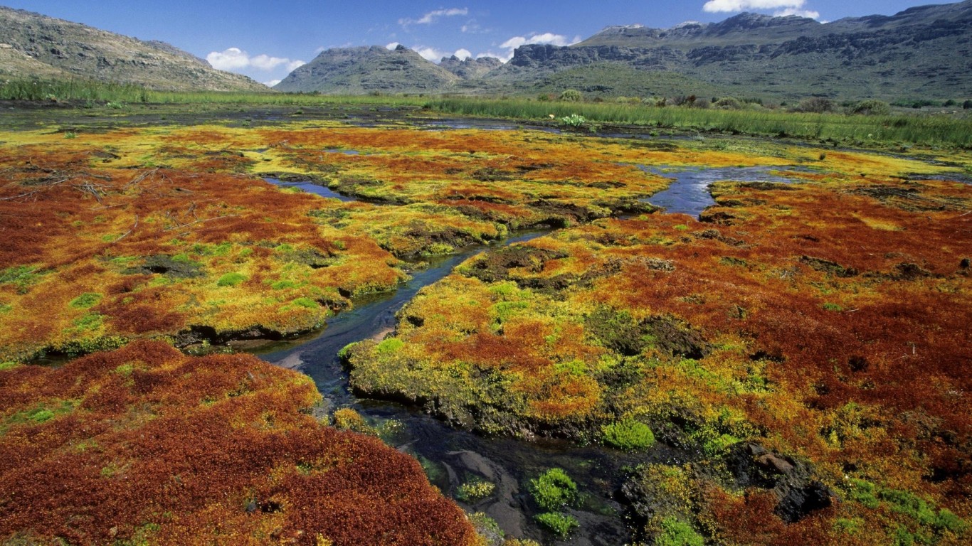 Wallpaper Colorful Mosses Cedarberg Wilderness Area Northern Cape