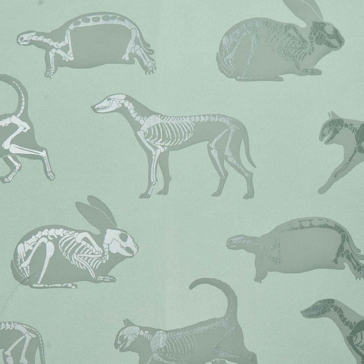 Green Animal Skeleton Wallpaper Samples Paperboy