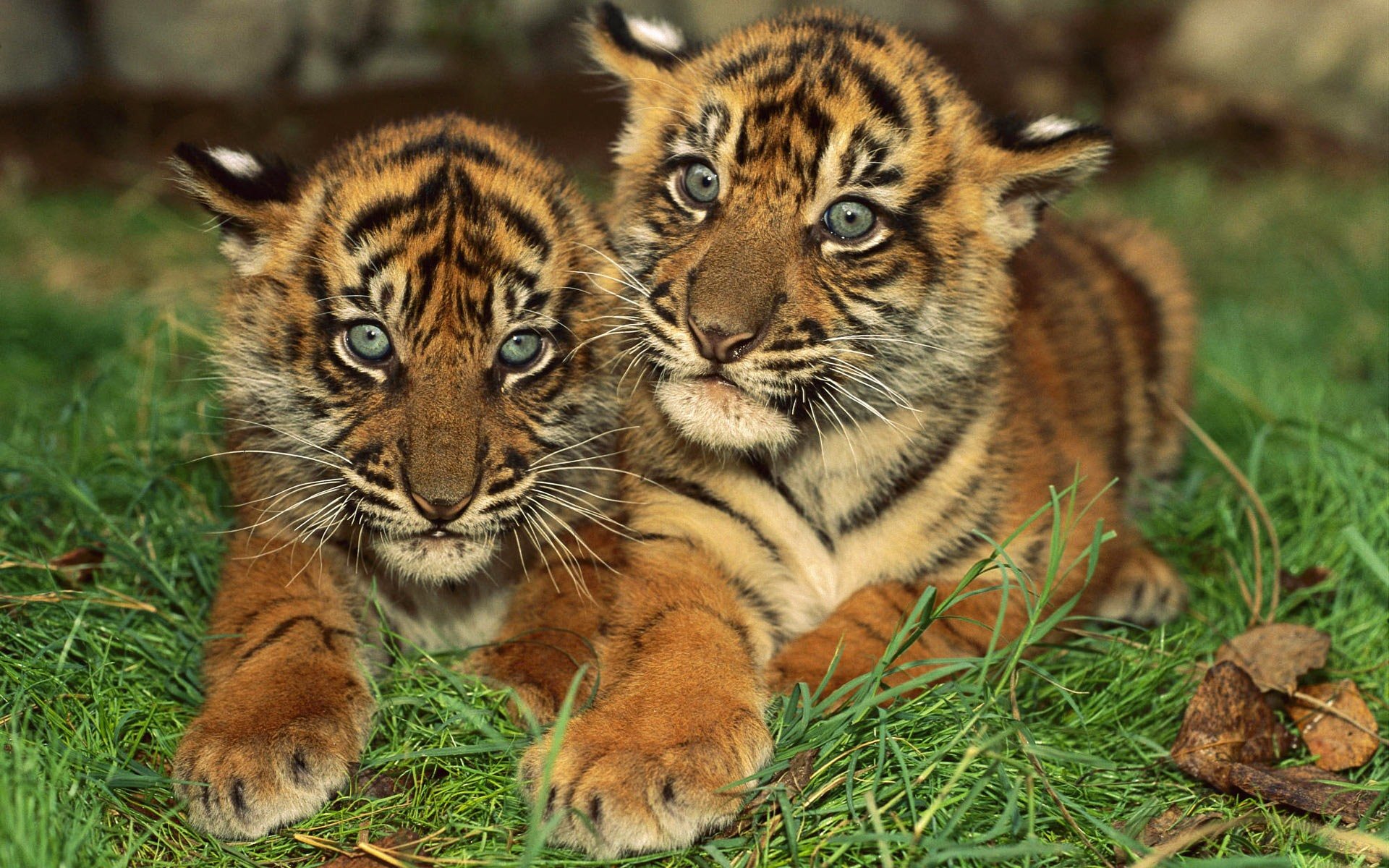 Tiger Cubs desktop wallpaper