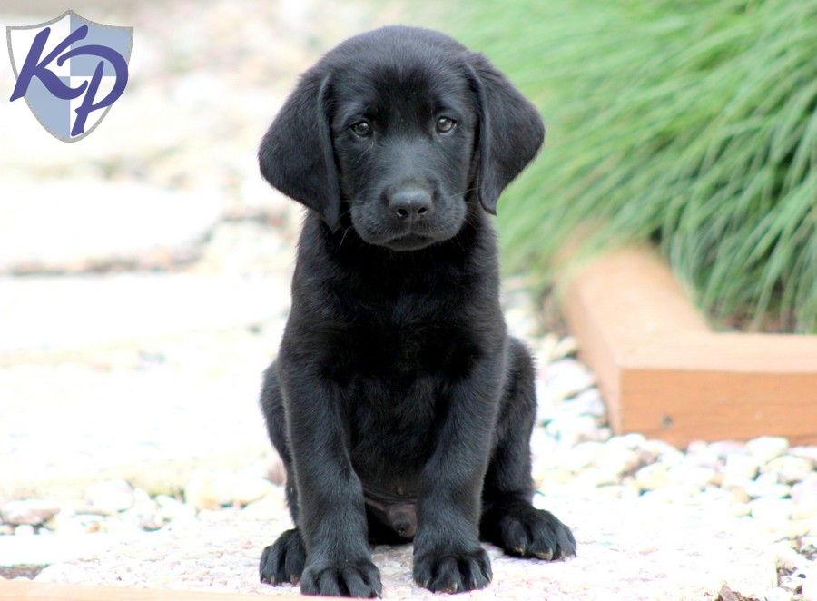 Black Labrador Puppies For Sale HD Wallpaper