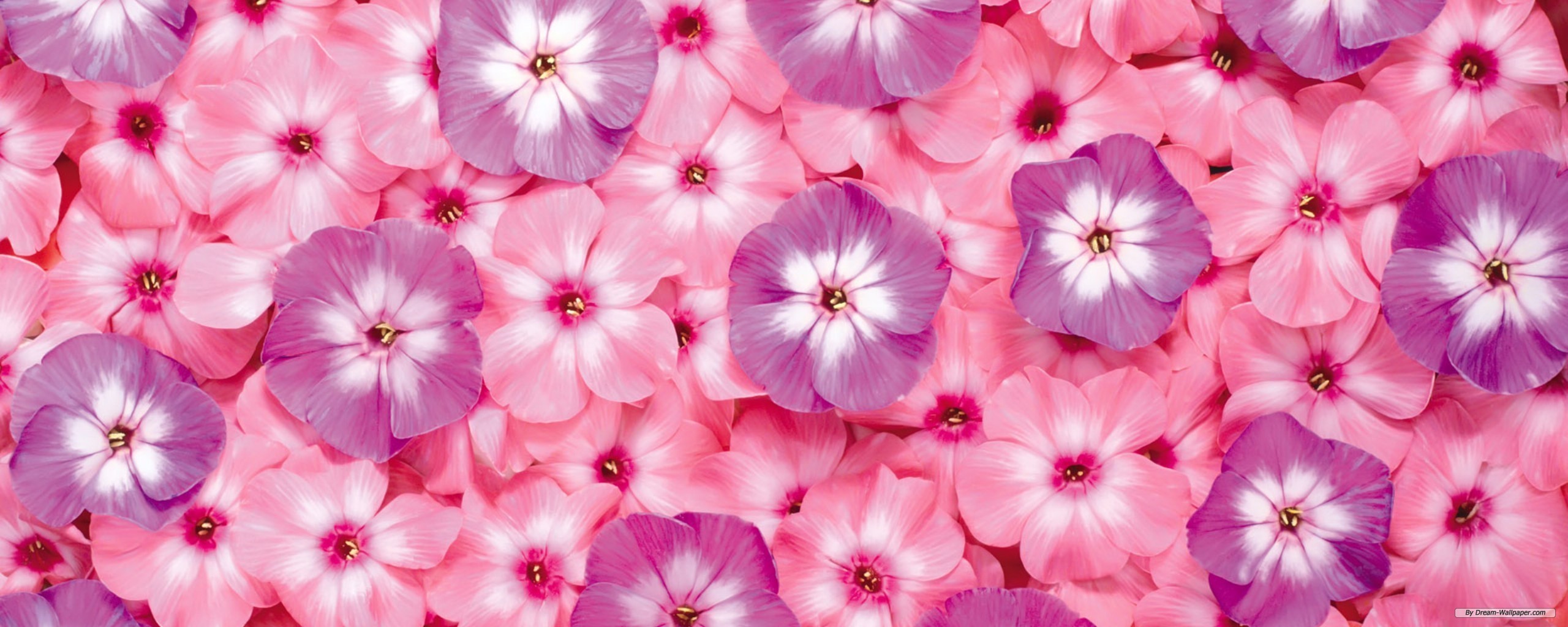 Flower Screen Background