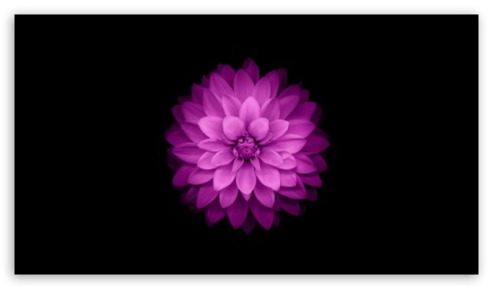 Apple Ios Flowers In Black iPhone Puter
