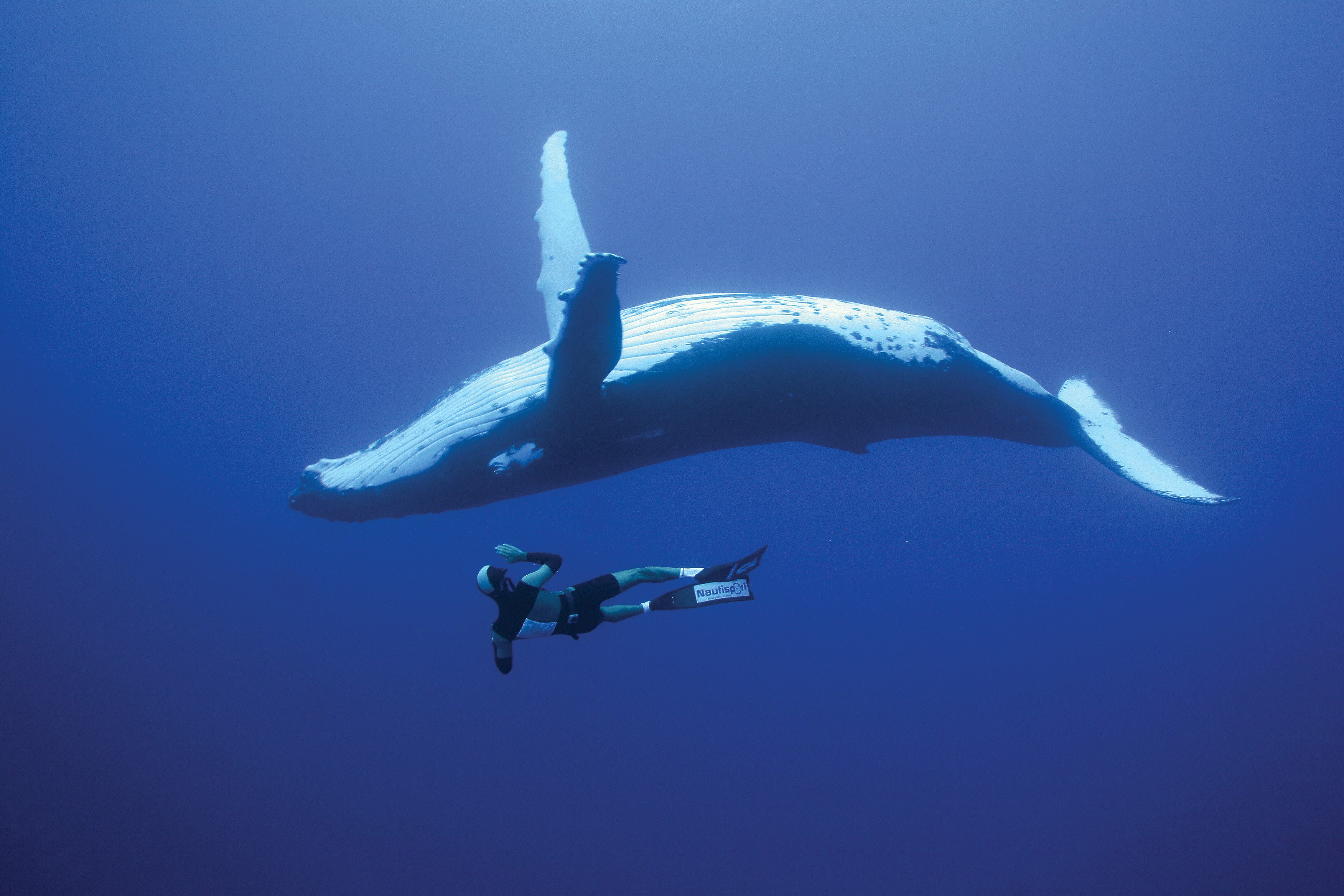 Diver Humpback Whale HD Wallpaper