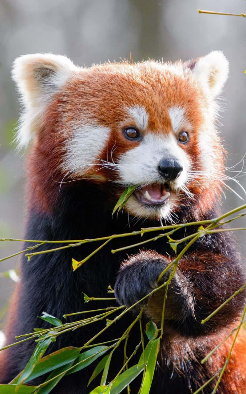 Cute Red Panda Wallpaper