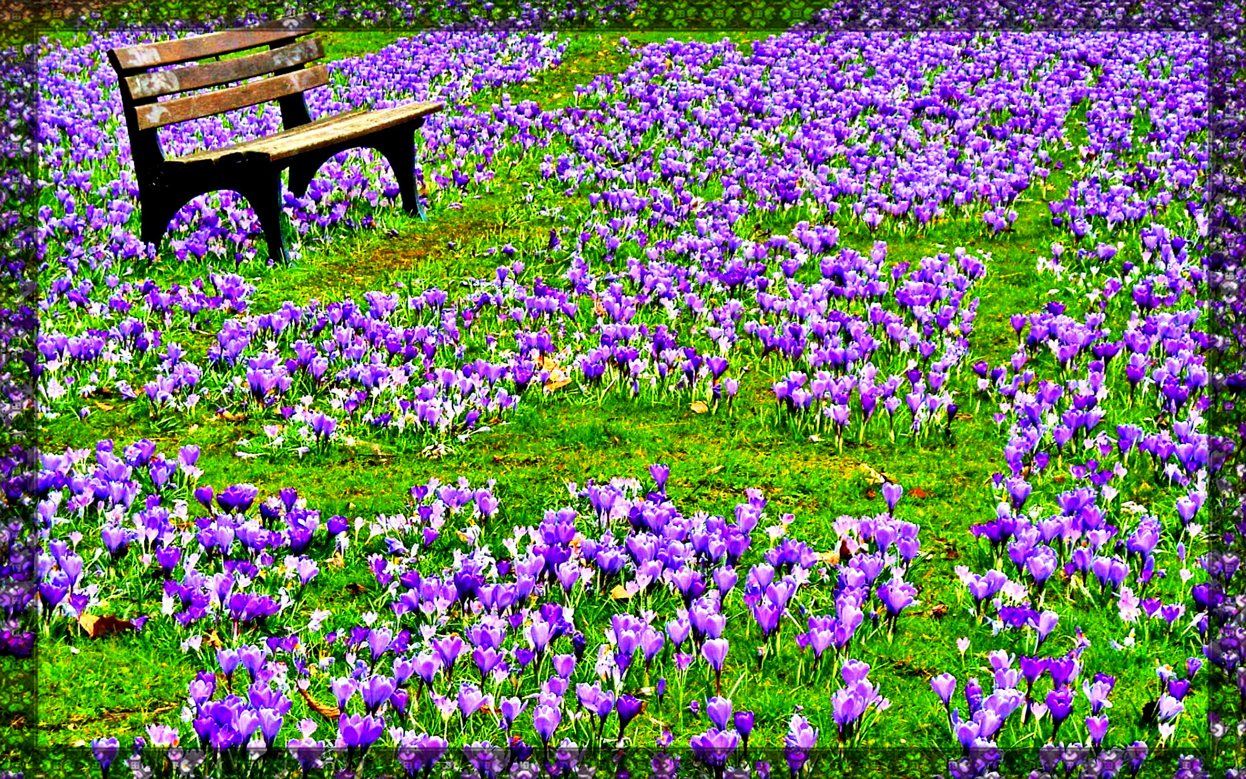 Spring Flowers Pictures Hd Pictures 4 HD Wallpapers