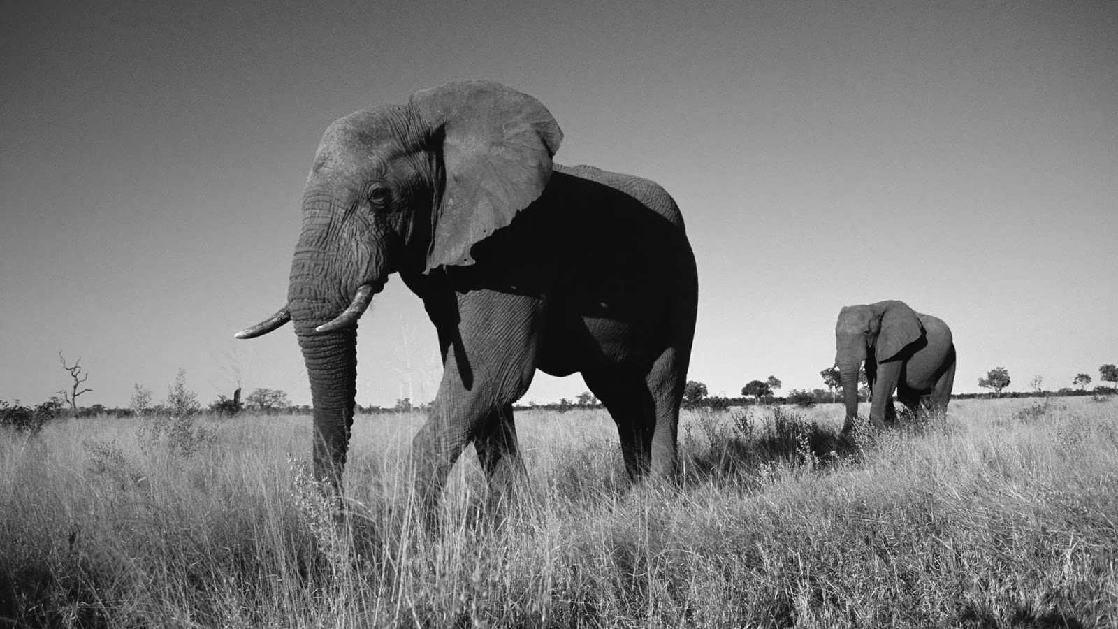 Black And White Wallpaper With Elephants Animal