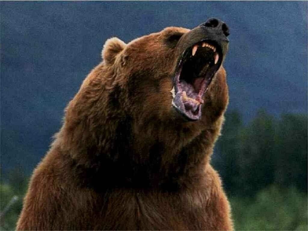 Bear Wild Animals Wallpaper