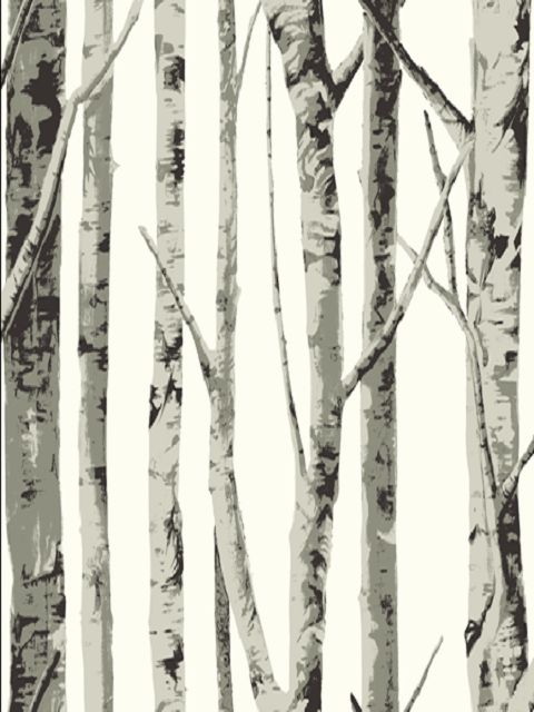 The Birches Tree Wallpaper Birch And