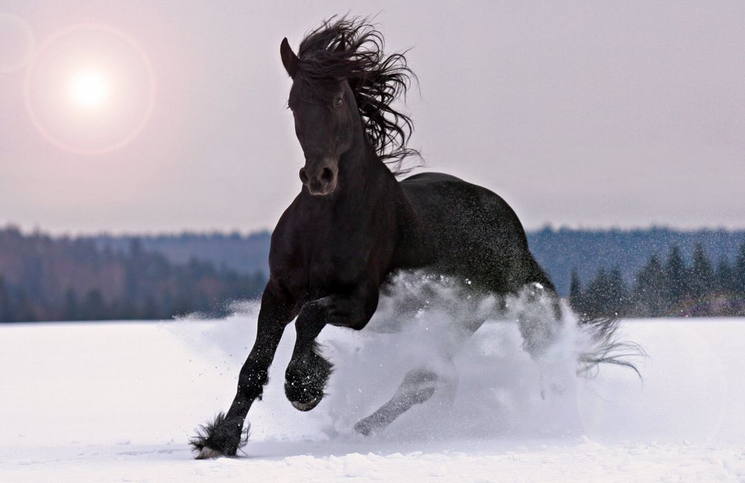 Animals Winter Horse Snow Black Wallpaper