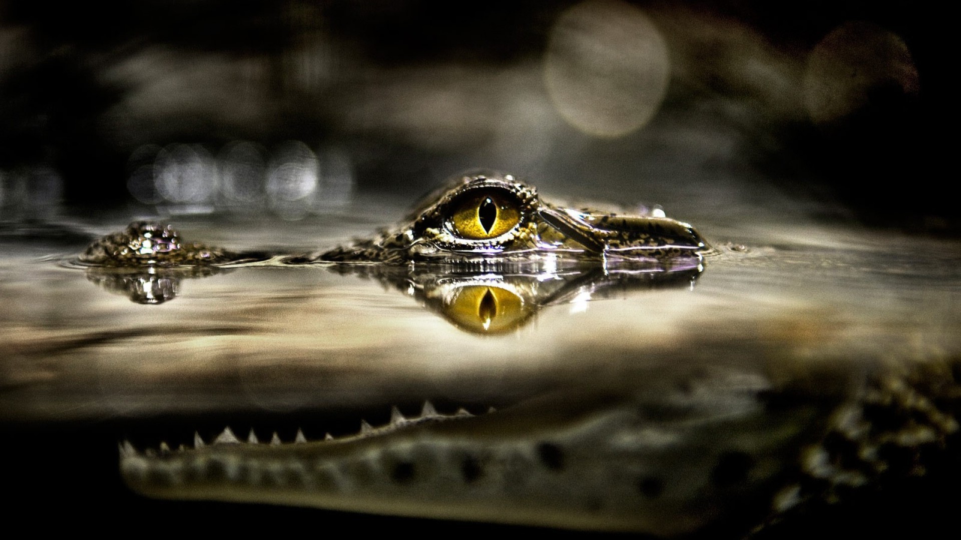 Alligators Animals Reptile Split Eyes Wildlife
