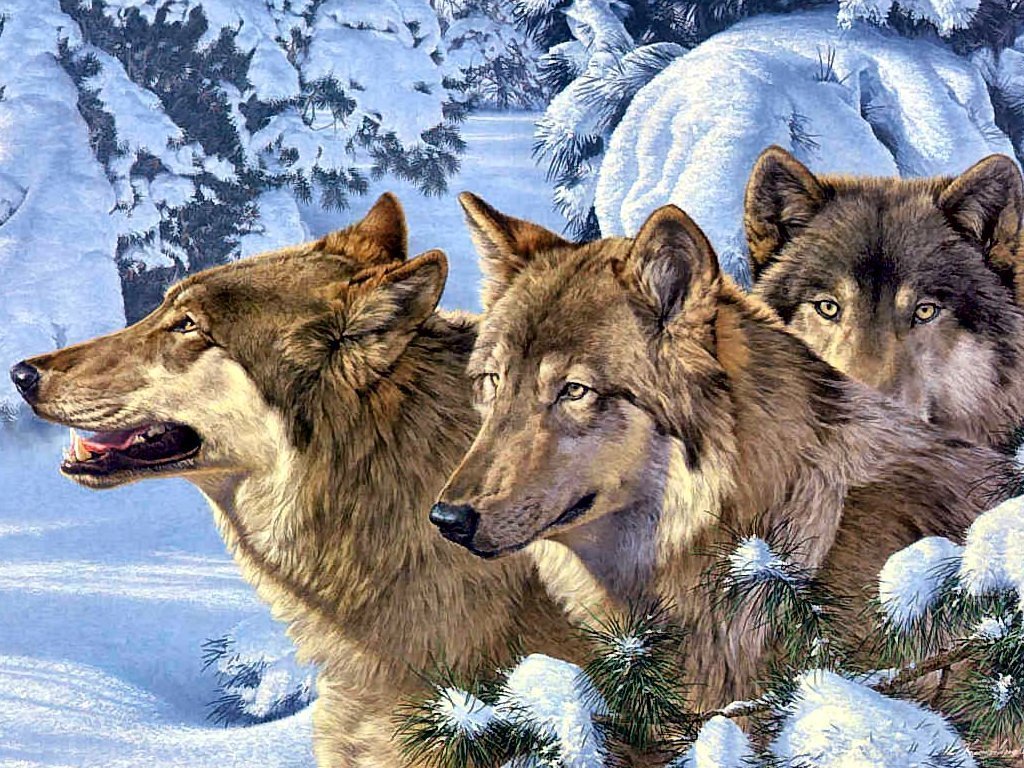 The Anubian S Wolf Pack Image Wolves Wallpaper Photos