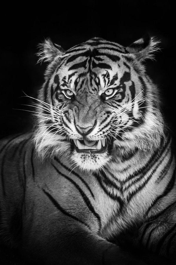 Tiger Wallpaper For iPhone