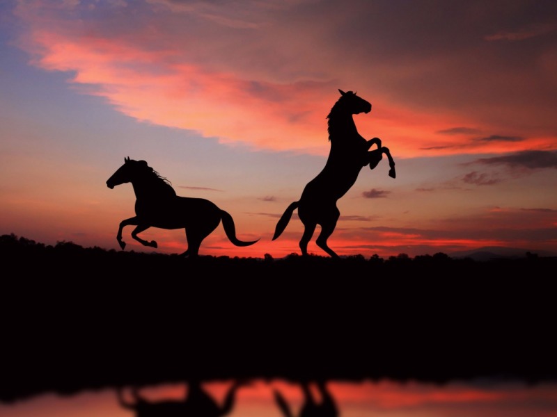 Beautiful Horse One HD Wallpaper Pictures Background
