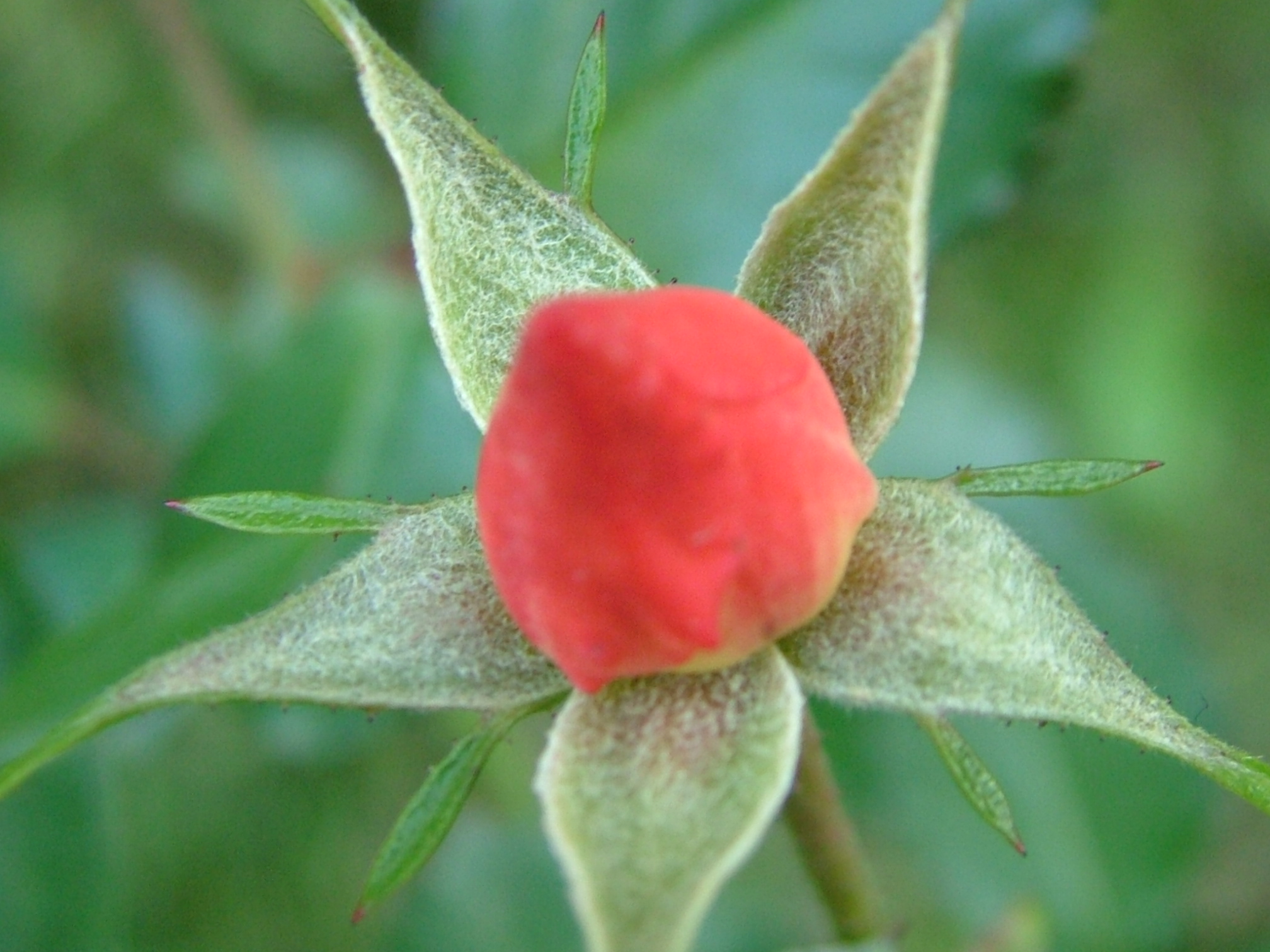 Image To Full Resolution Young Rose Bud Photo Of Charge