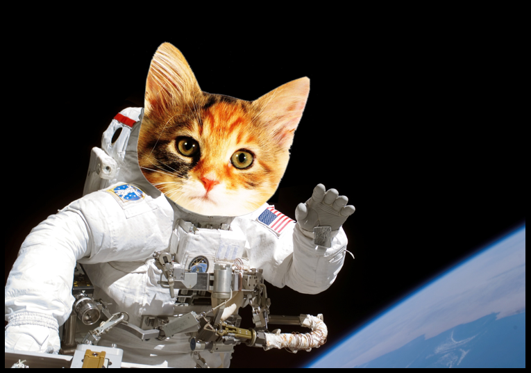 Cat Astronaut Gallery for cat astronaut