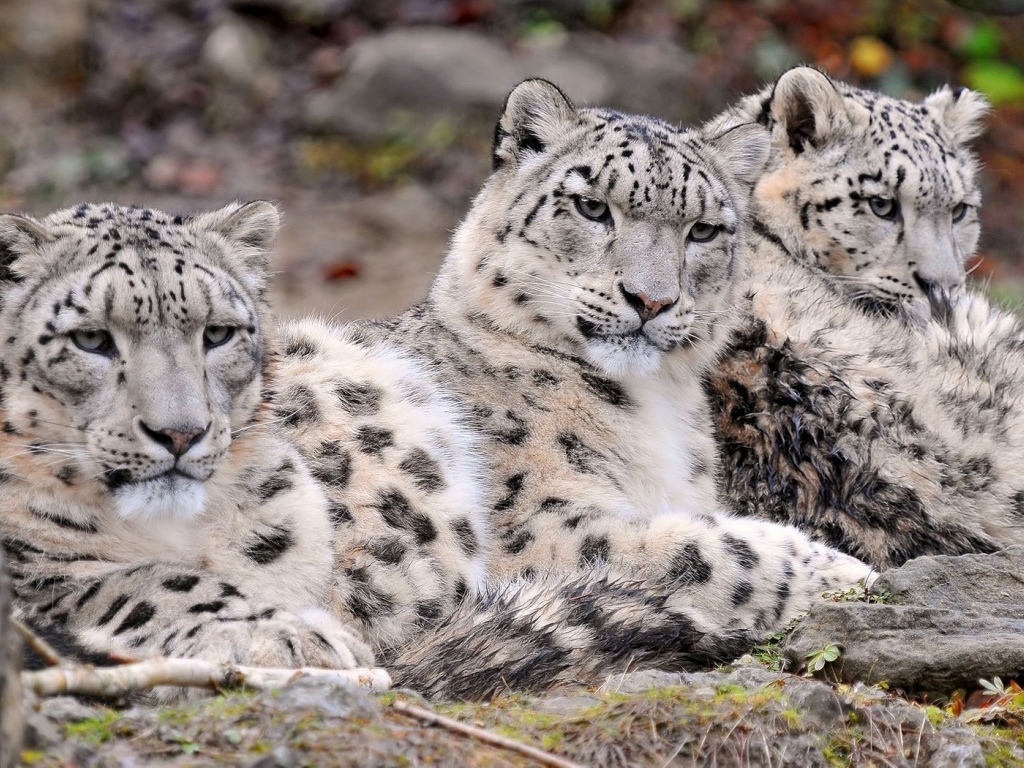 Three Snow Leopard Desktop Wallpaper